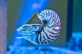Meerwasseraquarium